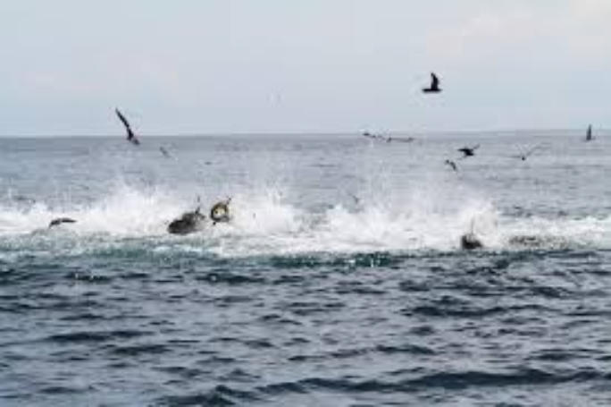 Tuna Blitz NYC Tuna Charters